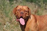 DOGUE DE BORDEAUX 477